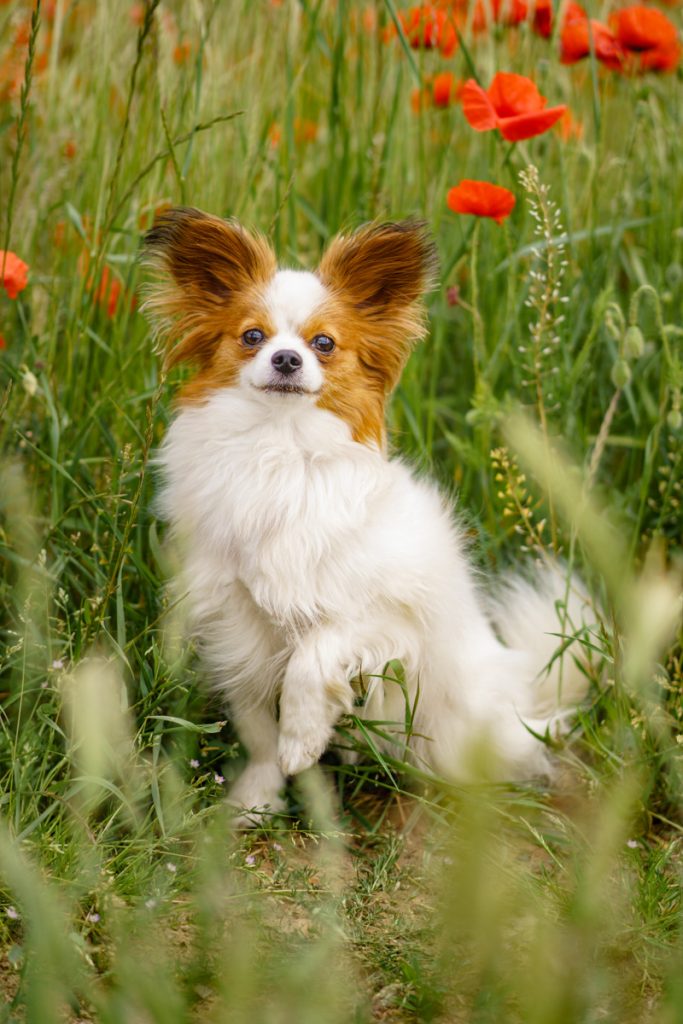 Jolie petite chienne qui pose dans les coquelicots à Saint-Lys
