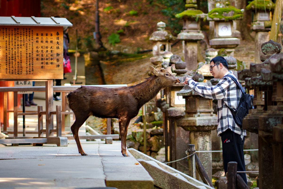 Homme nourrissant un daim dans les temples de Nara, Japon, moment tendre et spontané