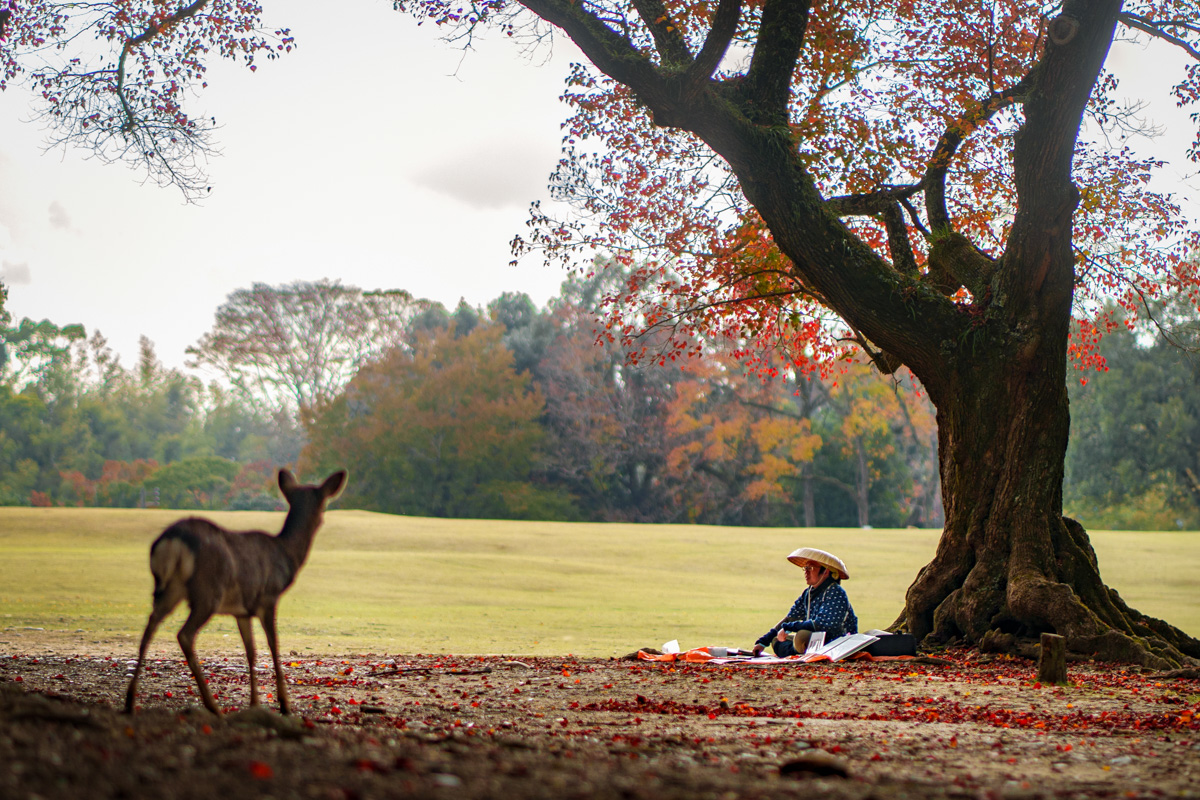 Daim observant un artiste peindre sous un arbre à Nara, Japon, moment curieux et paisible
