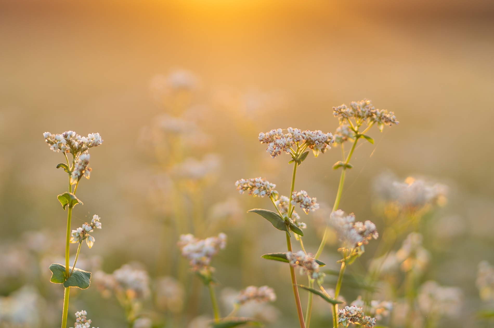 champs de fleurs au coucher du soleil