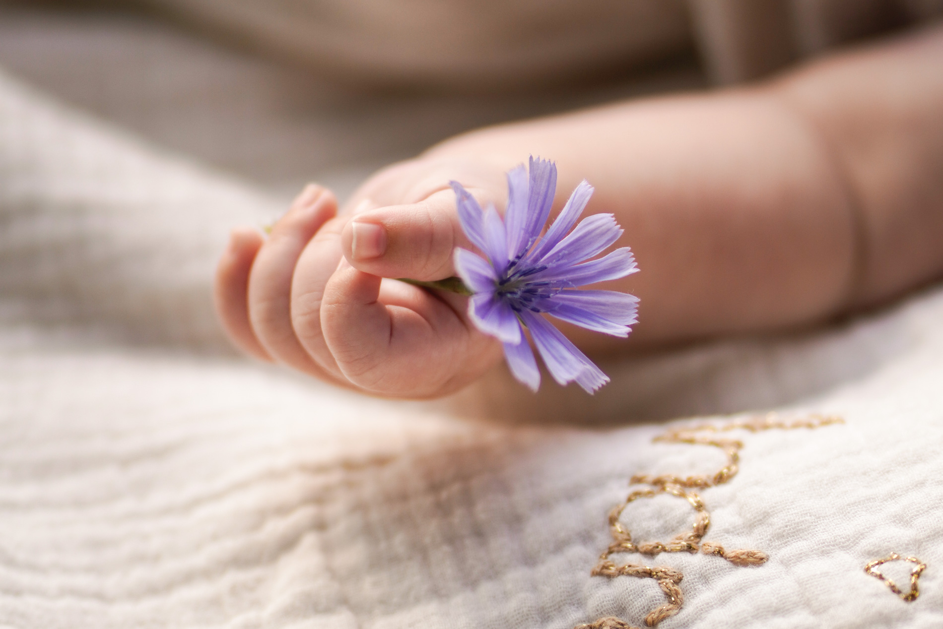 Main de bébé tenant une fleur violette – séance photo selon les saisons
