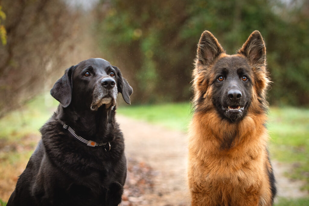 Deux chiens lors d'une séance photo canine près de Toulouse