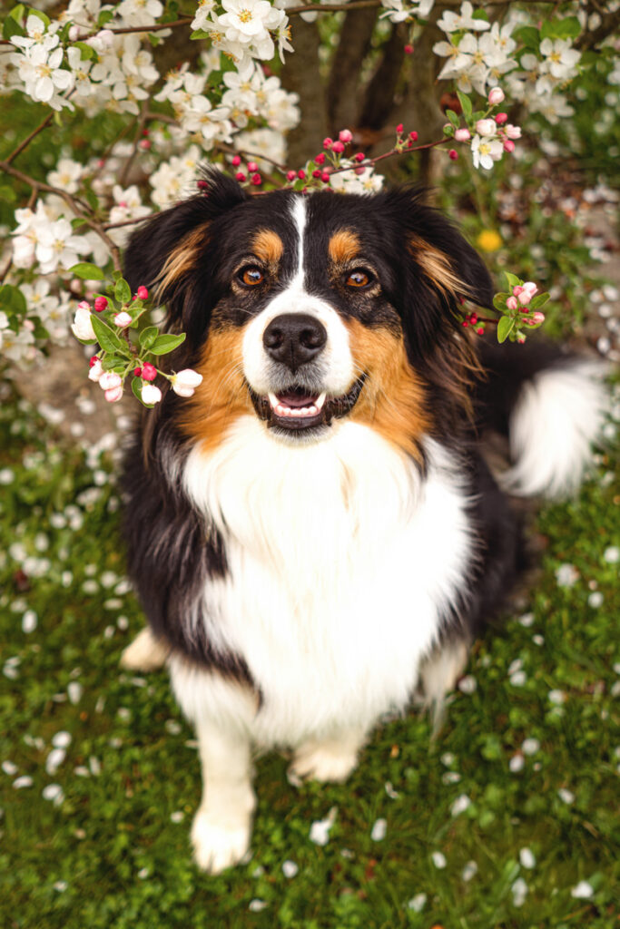 chien sous un prunier en fleur - séance photo animaux de compagnie